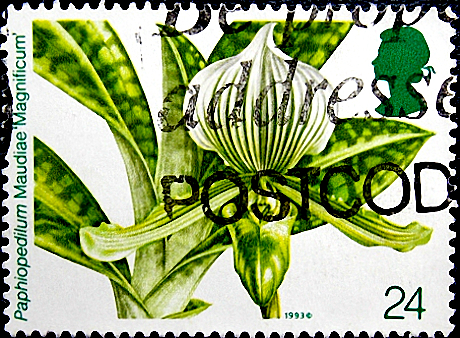  1993  .  Paphiopedilum Maudiae 